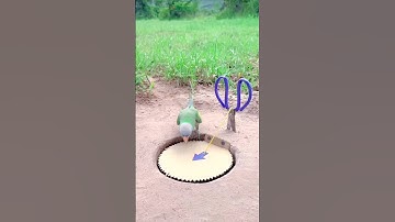 Innovative DIY Parrot Trap Idea | Genius Bird Catching Hack. #shorts