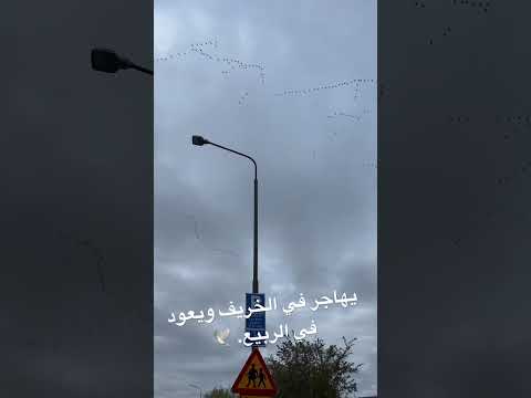 سبحان الله  السويد مصر تهاجر الطيور إلى طقس أكثر دفئ ا سبحان الله