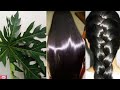 WHITE HAIR TO BLACK HAIR AND GROW LONG HAIR OVERNIGHT WITH PAPAYA LEAVES AT HOME