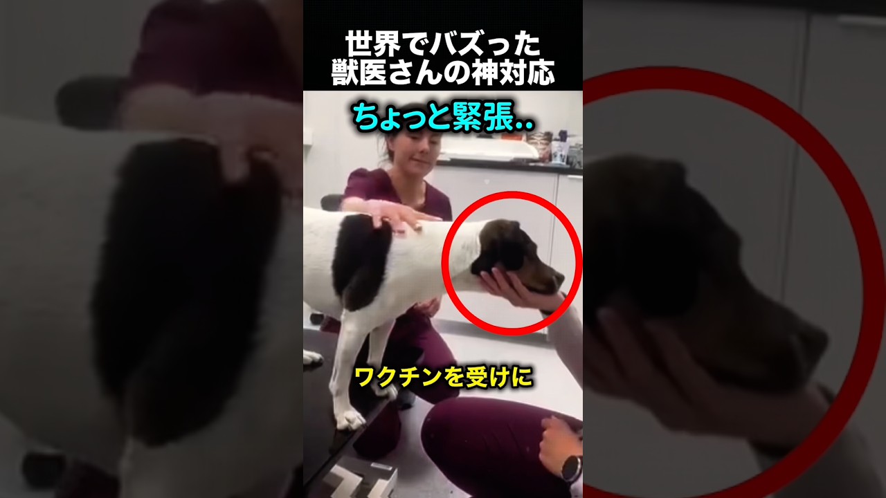 犬にバレなかった！？ワクチン接種の優しい工夫！