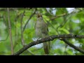 Песня Западного соловья (Южного соловья, Common nightingale, Luscinia megarhynchos)