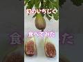 幻のイチジク食べてみた！ #家庭菜園