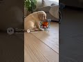 Puppy and Parrot’s Cutest Friendship Ever 🐶🦜 #Shorts📝 #puppy #parrot #viral #fyp #trendig