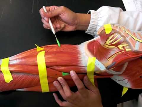 MUSCLES OF THE LEG PART I - YouTube