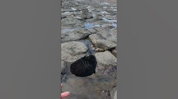 Millions of years old fossilised Shell! 🐚 #shorts #shell #fossils #scallops #fossilcollecting #coast