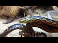 Russian rat snake