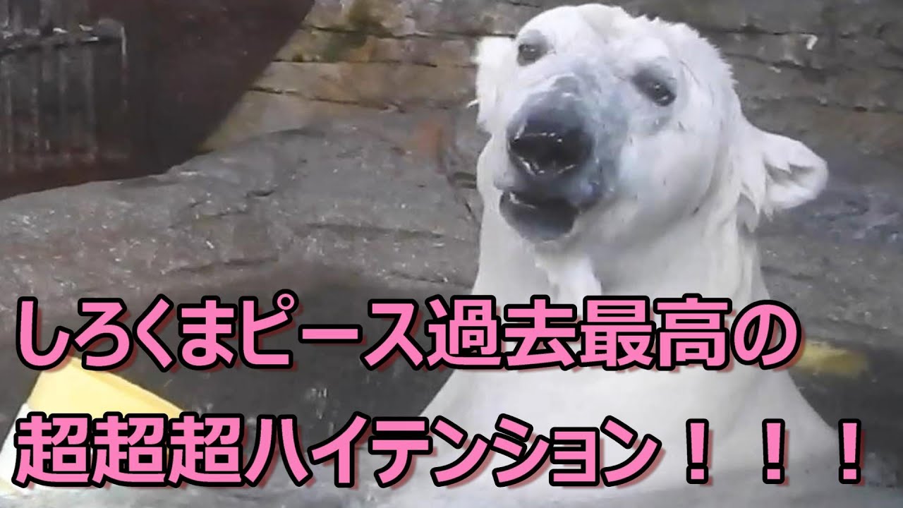 しろくまピース】すごいぞピースちゃん！超超超ハイテンション♪とべ