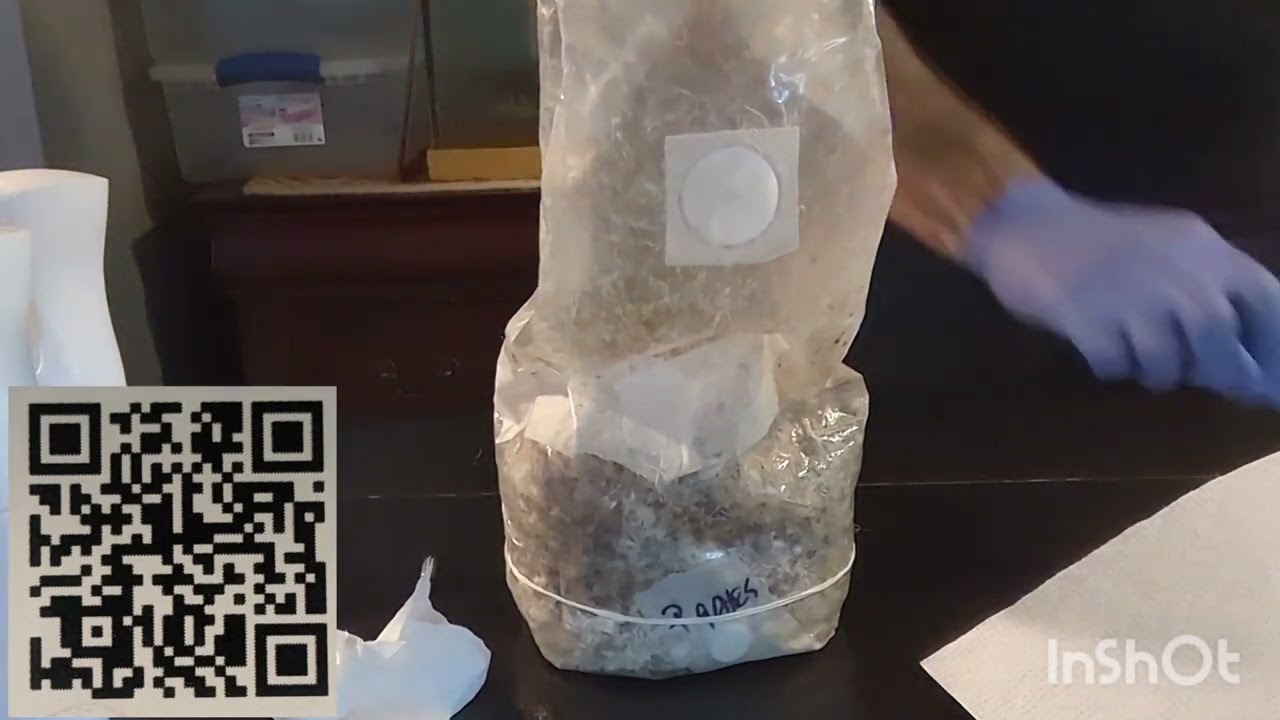 Плодоношение из мешка для выращивания