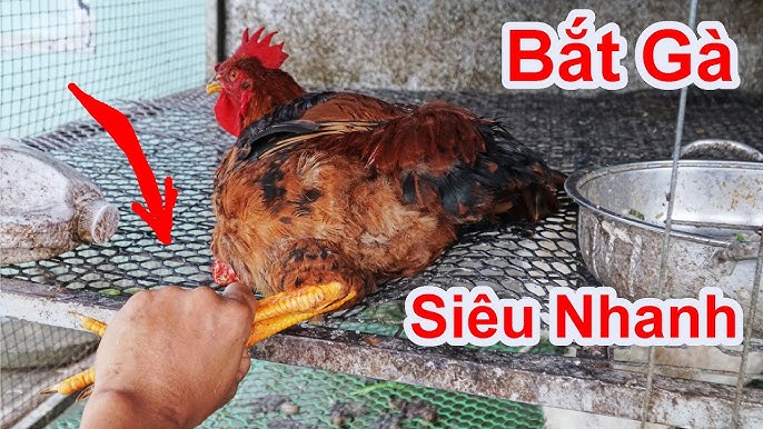 Nằm Mơ Thấy Bắt Gà - Giải Mã Điềm Báo và Con Số May Mắn