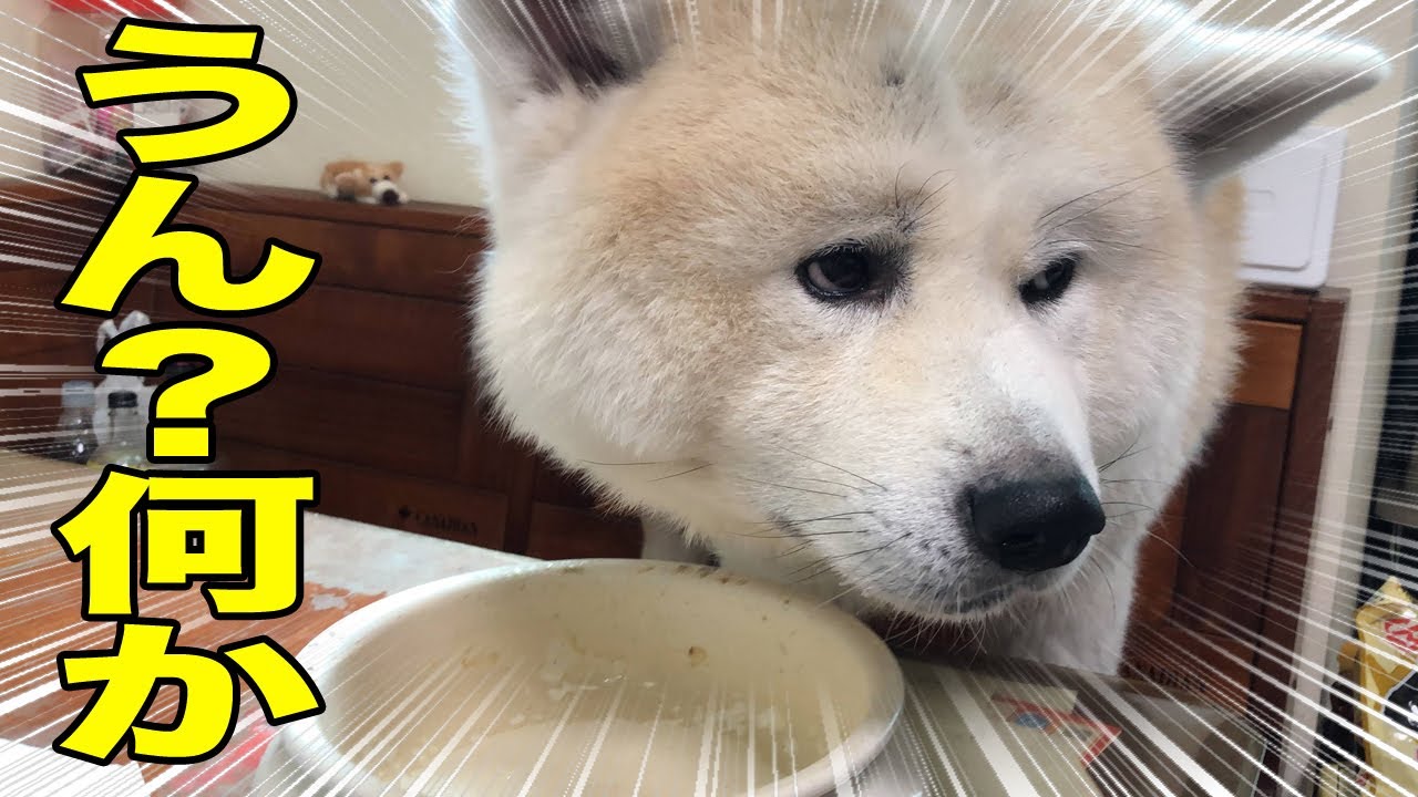 暑い 牛乳だ 鮪だ 秋田犬そうすけ 食道楽 Vlog Youtube