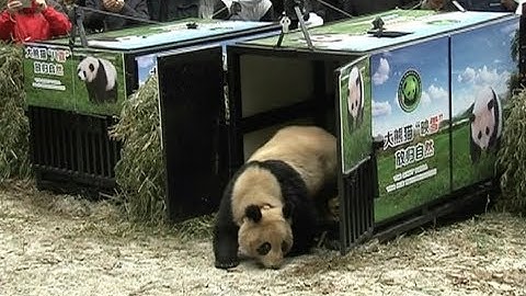 Panda Pair Bred in Captivity Released into Wild in Sichuan