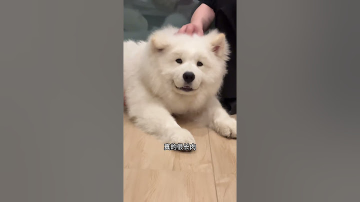 养了两只性格不一样的萨摩耶#萨摩耶#纯福狗粮 #狗粮推荐 #狗狗日常 #纯福鸭肉梨狗粮