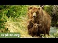 Meet Bear 402 - Bears of Brooks Falls