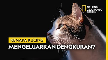 Dunia Hewan: Kucing Mendengkur Bukan Cuma Karena Sedang Senang