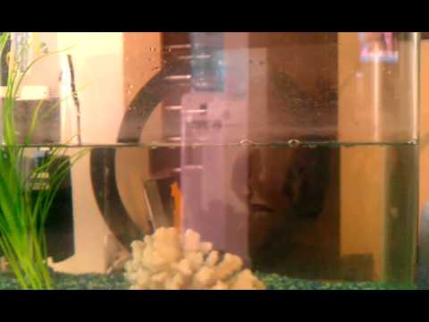 Oscar Fish jumping out of water in aquarium - YouTube Oscar Fish jumping out of water in aquarium - YouTube