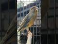 Baby Animal Bird Sound Birds Animals Canary Funnyanimals Baby Animal Bird Sound Birds Animals Canary Funnyanimals