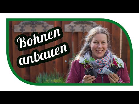 Video: Wie baut man eine Bohnenpflanze an? Landung und Pflege