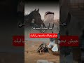 مرات تلقى علتك منك وفيك مثل الحديد اللي يتصداى تواكل لياليك اغاني شيلات شعر اكسبلور شعر وقصائد 