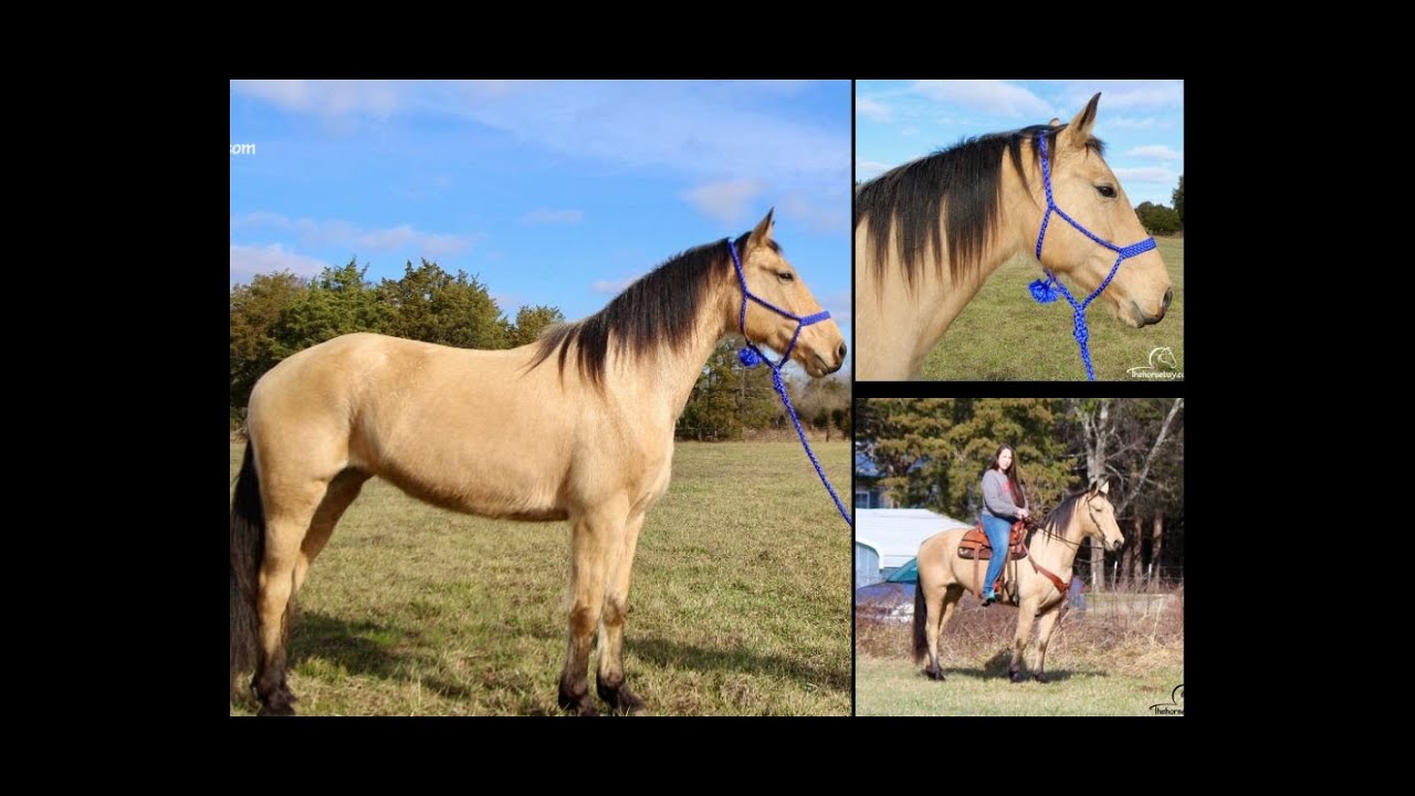 Buckskin Missouri Foxtrotter Gaited Trail Horse For Sale YouTube