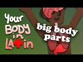 Big body parts  your body in latin  medical comprehensible latin 1