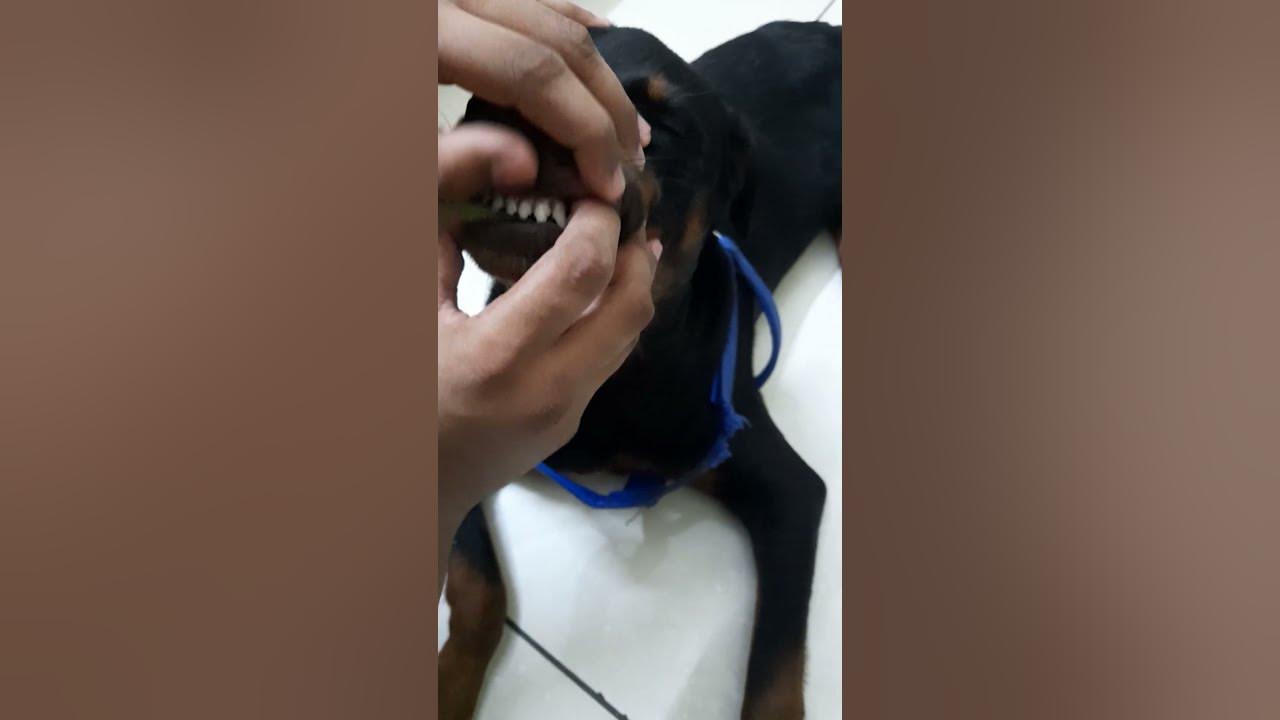 bad-boy-rocky-the-rottweiler-youtube