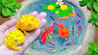 Most Amazing Catch Colorful Pacman Frog, Ornamental Fish, Koi, Baby Turtles, Catfish | Fishing Video