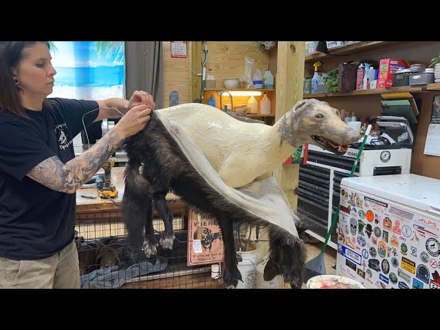 Get started in TAXIDERMY! Tools & Supplies of the trade. Tour my