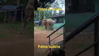 patna modir goru barila hati 🙏patna bularia shot video comet