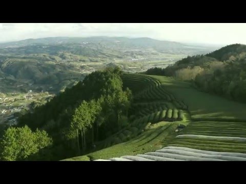 Tea field from the sky in Wazuka Kyoto