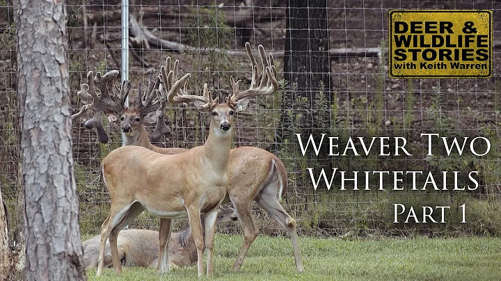 Large Alabama Whitetails | Weaver Two Whitetails P...