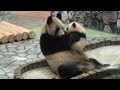 Panda baby kiss her Mom  パンダ　アドベンチャーワールド