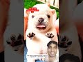The kind couple rescued the tiny puppy that was trapped in a drainage ditch, and than... #shorts