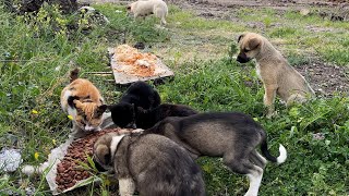We found cats and dogs dumped together by the roadside. by Sevpati 16,528 views 6 days ago 33 minutes