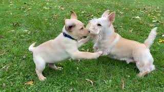 Wyatt playing with his puppy friend Vince