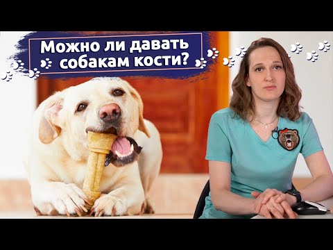 Рассказывает ветеринар: Можно ли давать собакам кости?