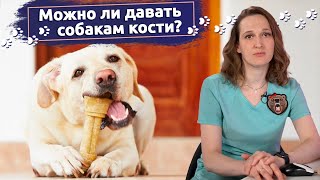 Рассказывает ветеринар: Можно ли давать собакам кости?