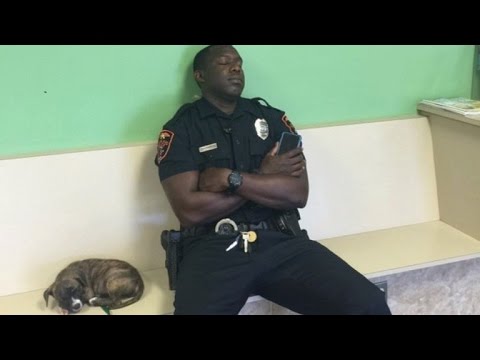 Video: Pet Scoop: Policijski častnik vozi psa 650 milj k njenemu domu, redki Lion Cub Trio Rojen