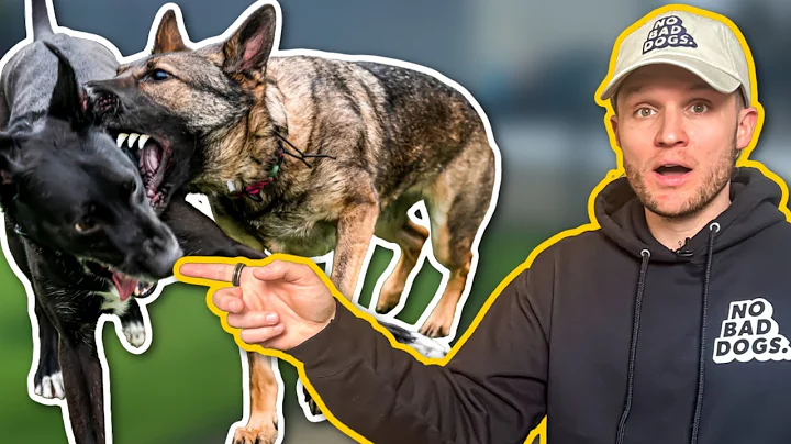 How do dogs actually communicate?