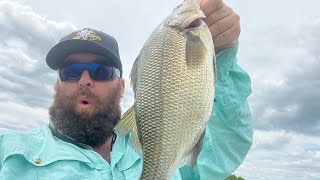 Joe Holland Fishing is live! White Perch Smashfest w Livescope