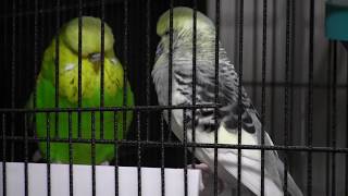 Im Back! More Budgies! More Videos! by AllAboutBudgies 1,579 views 6 years ago 41 seconds