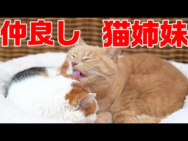 帰宅したらうちの猫たちがこっそり仲良くしているところを見ちゃいました