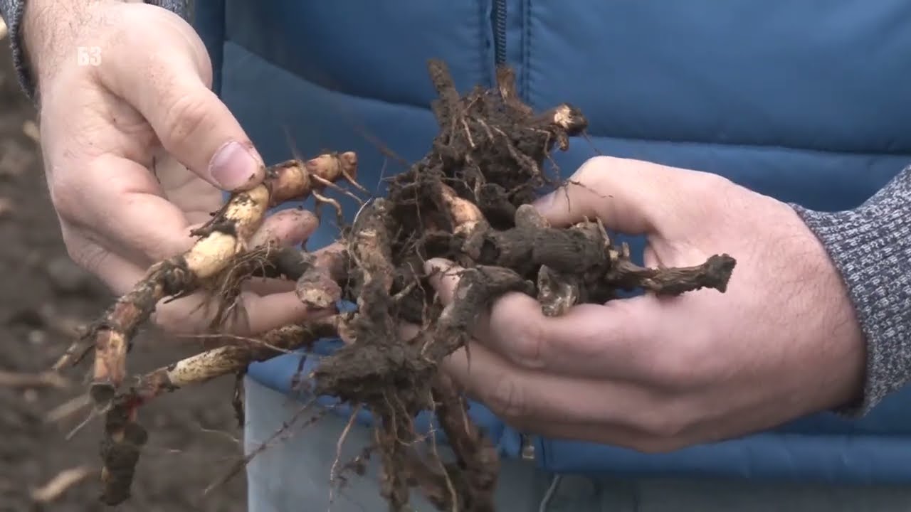 ŠIRI SE KAO VATRA  - SIRAK otporan na HERBICIDE  - koja je strategija ?