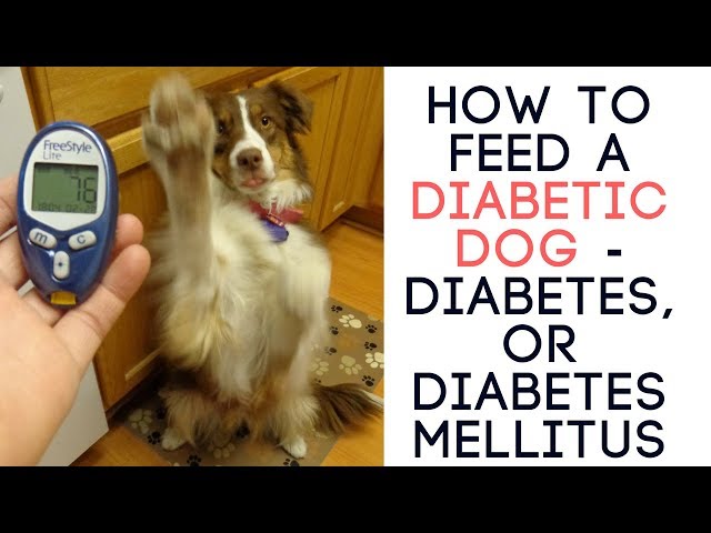 Dog Days Are Over. Amputación por diabetes: una nueva técnica podría evitar  el 76% de los casos. Фокус бг. . Inhalte im Hintergrund erstellen und  bearbeiten.