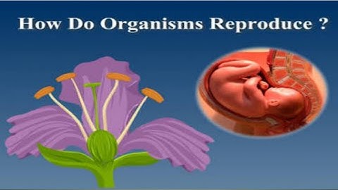 Std 10 Science Ch 08 full chapter animated video