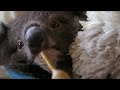 Orphan Koala Plays with Carer | BBC Earth