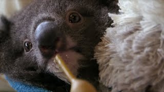 Orphan Koala Plays with Carer | BBC Earth