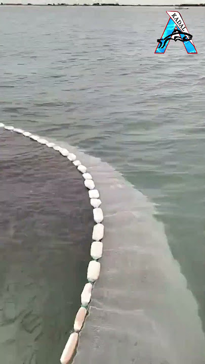 MASSIVE NET FISHING HAUL 🎣👍#seafishing #netfishing #fishvideos