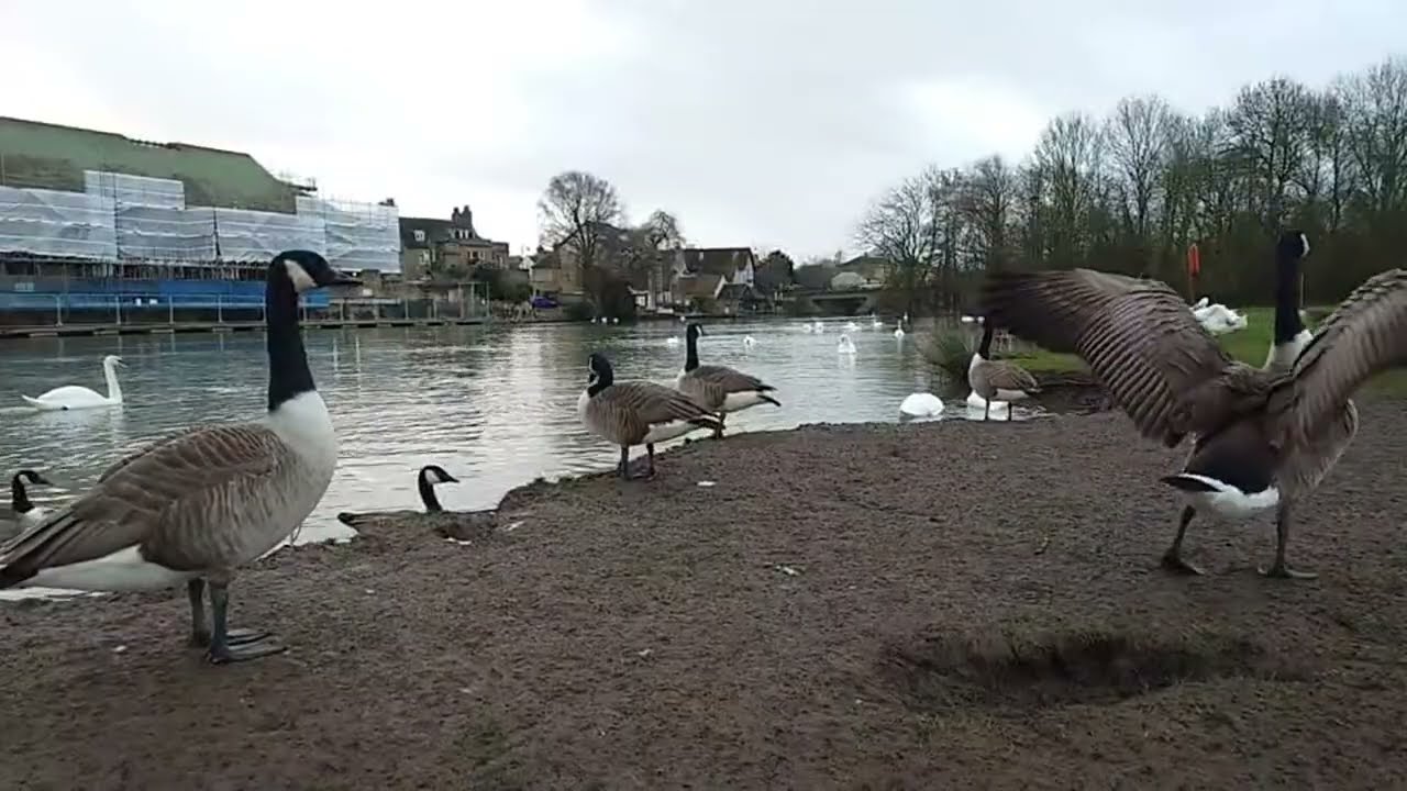 Daily River Live | Swans, Geese & Ducks 24.02.26