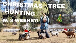 I WENT CHRISTMAS TREE HUNTING WITH 8 WEENS! First stop.. PUP CUPS!!!