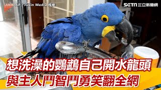 想洗澡的鸚鵡自己開水龍頭　與主人鬥智鬥勇笑翻全網｜三立新聞網 SETN.com